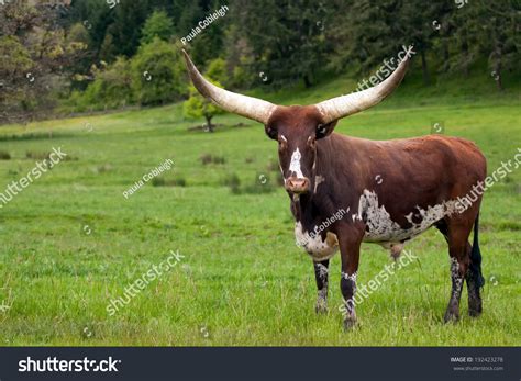 1316 Ankole Watusi Cattle Images Stock Photos And Vectors Shutterstock