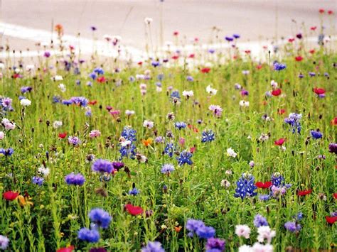 Wildflowers Wallpapers Top Free Wildflowers Backgrounds Wallpaperaccess