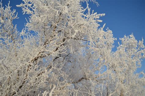 Free Images Tree Nature Branch Snow Cold Winter White Flower