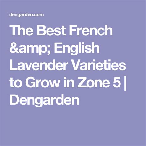 The Best French And English Lavender Varieties To Grow In Zone 5