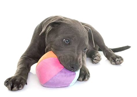 Best Pitbull Toys Indestructible Dog Toys For Pit Bulls Dogable