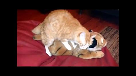 Fluffy The Cat Having Sex With Tiger Youtube