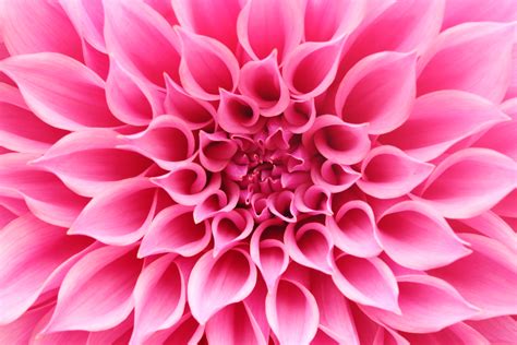 Abstract Closeupmacro Of Pink Dahlia Flower With Beautiful Pet