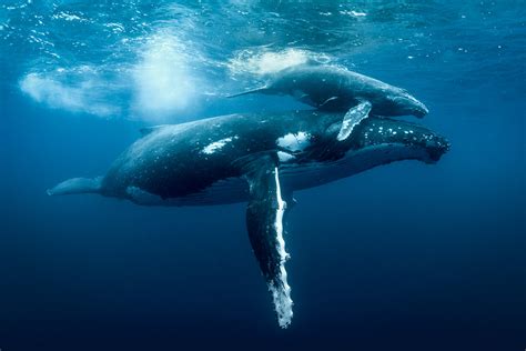 Mother Love Underwater Baby And Whale Humpback George Karbus Photography