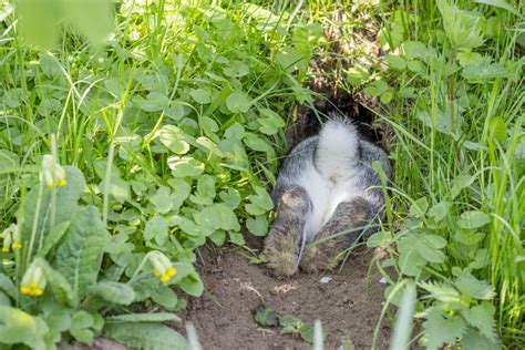 Why Do Rabbits Dig Holes The Bunny Hub