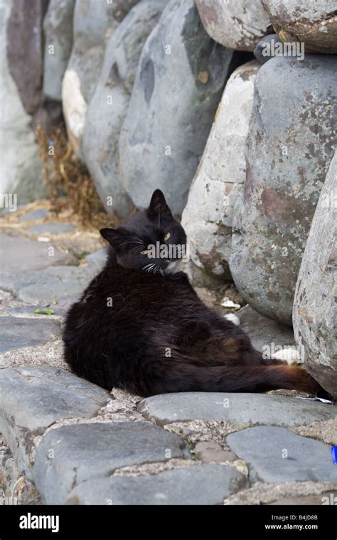 Black Feral Cat Relaxing Stock Photo Alamy