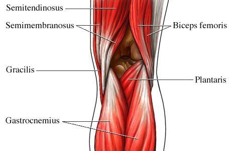 Knock out all these exercises in this order to really feel each muscle of your legs come alive in new ways. muscles, but attaches to the femur at the back of the knee ...