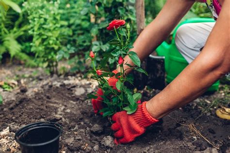 When Is The Best Time To Transplant Roses The Gardener Info