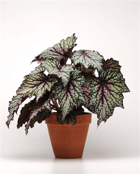 Begonia Rex Cultorum Jurassic Green Streak Rex Begonia From Garden