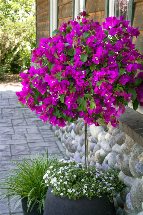 It is beneficial if the plant is outside in the fresh air. Purple Queen® Bougainvillea - Monrovia - Purple Queen ...