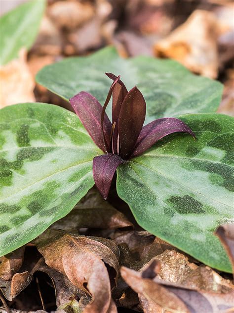 Seeing The Rare Relict Trillium In South Carolina 2017 03 05 Jim Fowler Photography