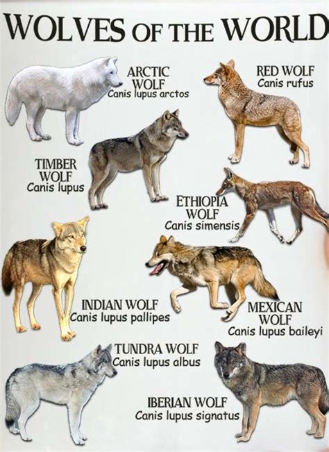 Pin By K On Wolves Wolf Dog Indian Wolf Wolf Spirit Animal