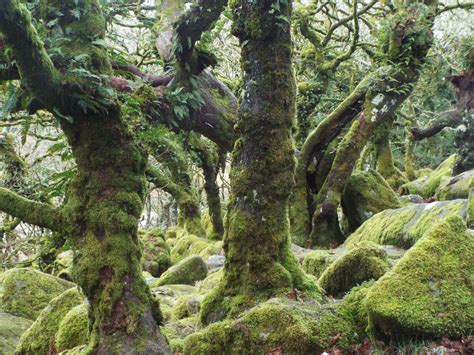 Wistmans Wood Dartmoor National Park England Top Tips Before You