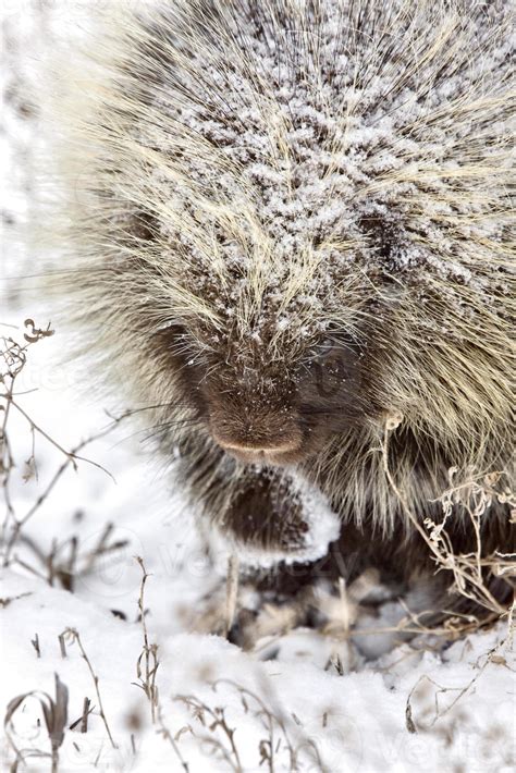 Porcupine In Winter 5904520 Stock Photo At Vecteezy