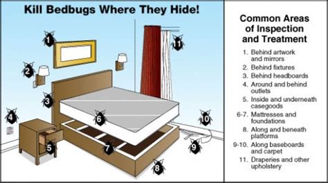 Where Do Bed Bugs Hide Exterminatorhamiltonca