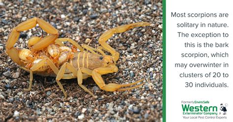 Find appliances pros in canandaigua, ny. Enviro Safe Pest Control - Home | Facebook