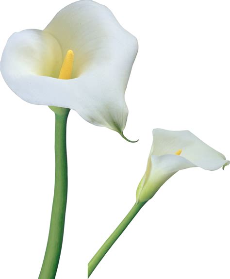 Arum Lily Flower Tiger Lily Easter Lily Clip Art Transparent Calla
