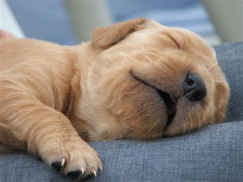 Sleeping Puppy 1 Free Photo Download Freeimages