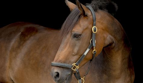 200 Dutch Warmblood Horse Names Kwpn Naming Rules Helpful Horse Hints