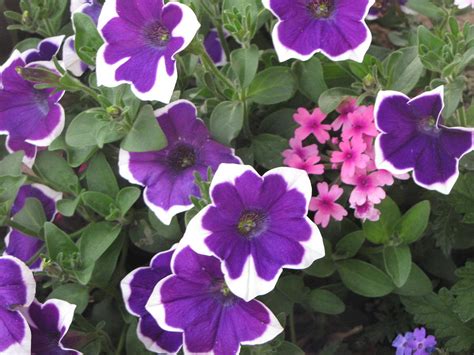 Variegated Petunias Photograph By Patsy Moody Fine Art America