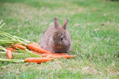 Bunny Rabbit Eating Carrot Stock Photo Image Of Cottontail 81819264