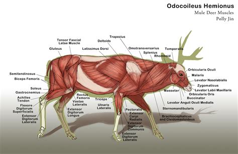 Artstation Deer Anatomy Study