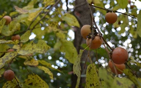 Fruit Trees Home Gardening Apple Cherry Pear Plum Persimmon Tree