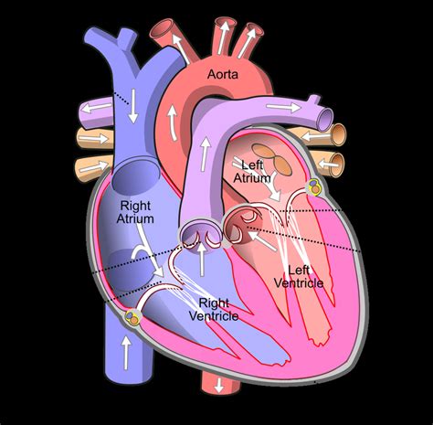 1 Labeled Illustration Of The Human Heart 1 1 This Figure