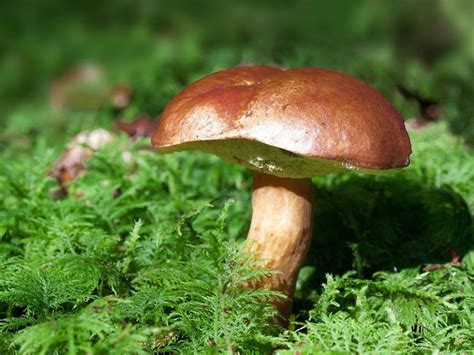Champignons comestibles comment les reconnaître