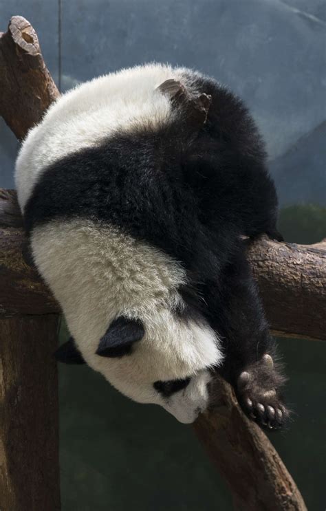 Panda Updates Monday October 30 Zoo Atlanta