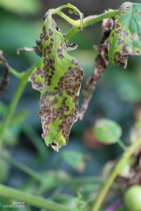 Tomato Plant Disease How To Identify And Control Tomato Diseases