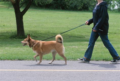7 Pasos Para Educar A Tu Perro A Que Caminecorra A Tu Lado