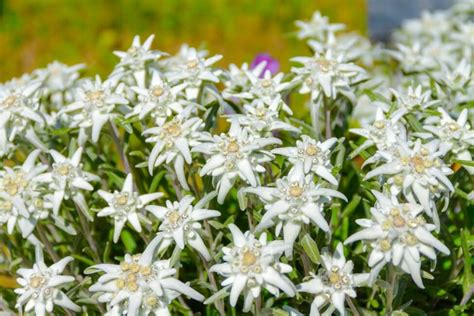 Edelweiss Flower Meaning Symbolism And Uses 2022