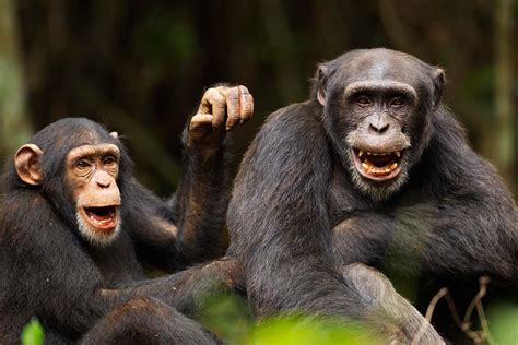 Chimps Bond With Each Other And People After Watching A Film Together