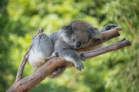 Why Are Scientists Vaccinating Koalas Against Chlamydia