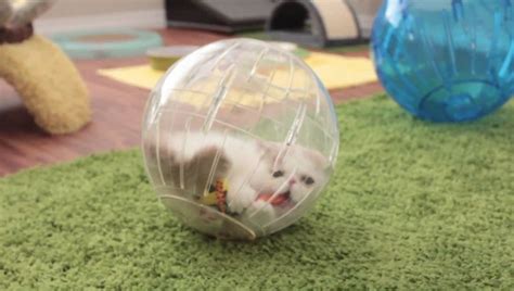 Kittens In Hamster Balls Kittens Kitten Love Degu