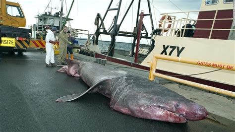 Rare Giant Basking Shark Caught Off Australian Coast