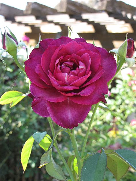 Intrigue Rose (Rosa 'Intrigue') in Denver Arvada Wheat Ridge Golden Lakewood Colorado CO at ...