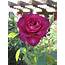 Intrigue Rose Rosa In Denver Arvada Wheat Ridge Golden 