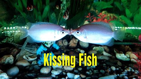 Kissing Fish Kissing Gouramis Youtube