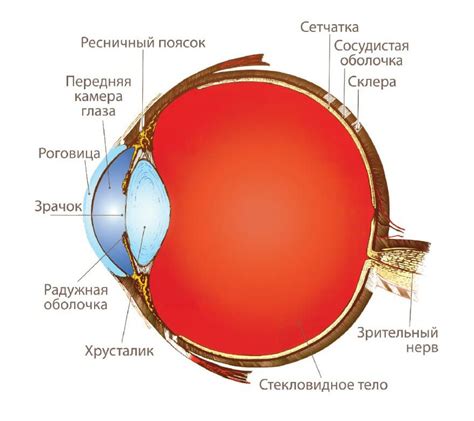 Строение глаза человека Люксоптика