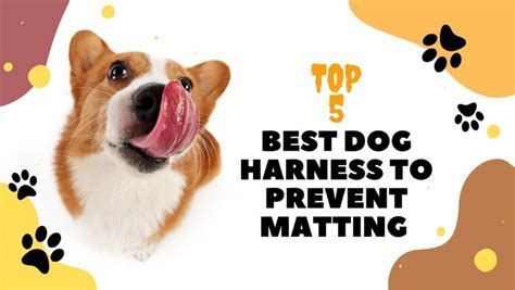 Best Dog Harness To Prevent Matting Dog Care Time