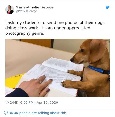 Professor Asks Her Students To Show Their Dogs Doing Classwork 30