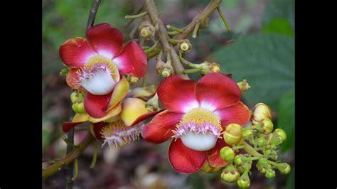 Amazing And Most Beautiful Cannonball Tree Flowers Shiva Linga