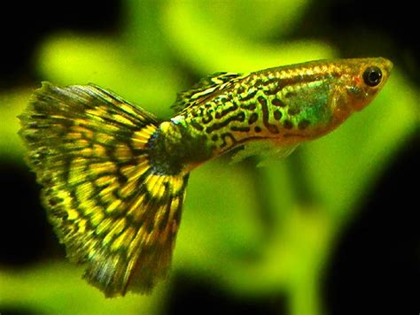 Right i'm not going to waffle on with all the scientific jargon that some sites do because you really don't need it with guppies because they really are so easy to breed but here are the things that you should know. Stunning and amazing freshwater Guppies