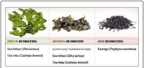 Types Of Edible Seaweeds Marketed Commercially 19 Download
