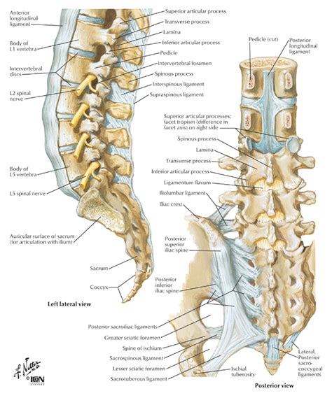 Lumbar Spine And Ligaments