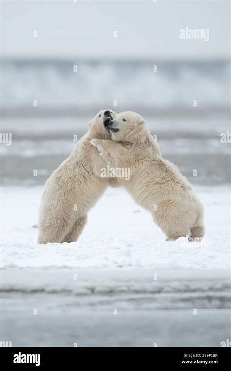 Playful Polar Bear Cubs Ursus Maritimus In The Arctic Circle Of