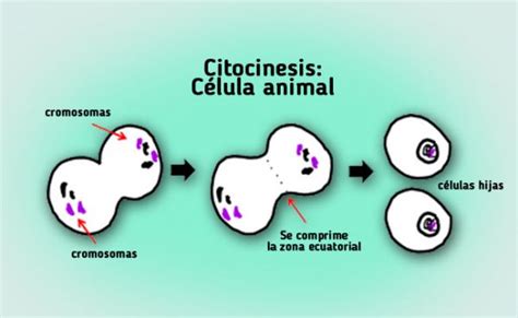 Citocinesis División Citoplasmática