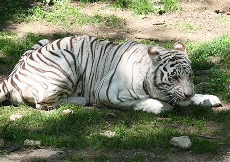 White Tiger Cincinnati Zoo And Botanical Garden Wiki Fandom